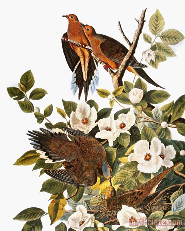 John James Audubon Audubon Dove Art Print