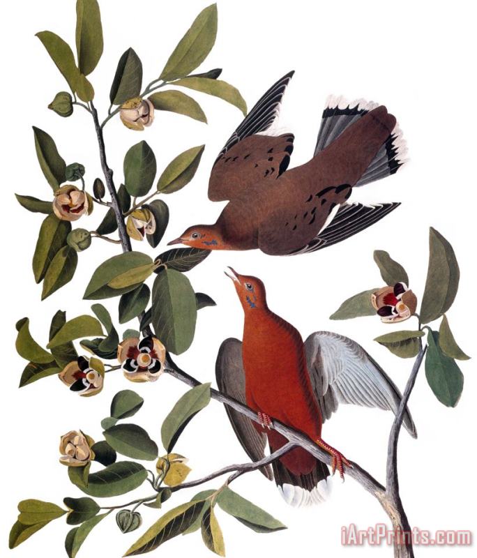 John James Audubon Audubon Dove 1827 38 Art Painting