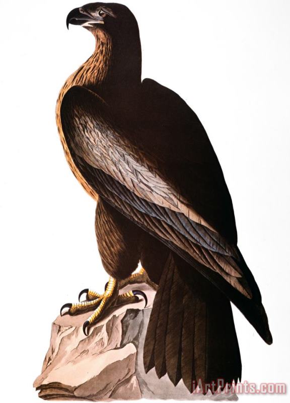 Audubon Eagle painting - John James Audubon Audubon Eagle Art Print