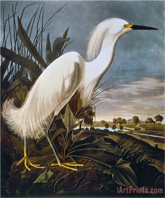 John James Audubon Audubon Egret Art Print
