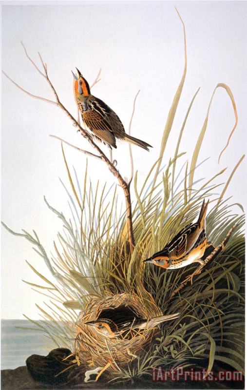 Audubon Finch painting - John James Audubon Audubon Finch Art Print