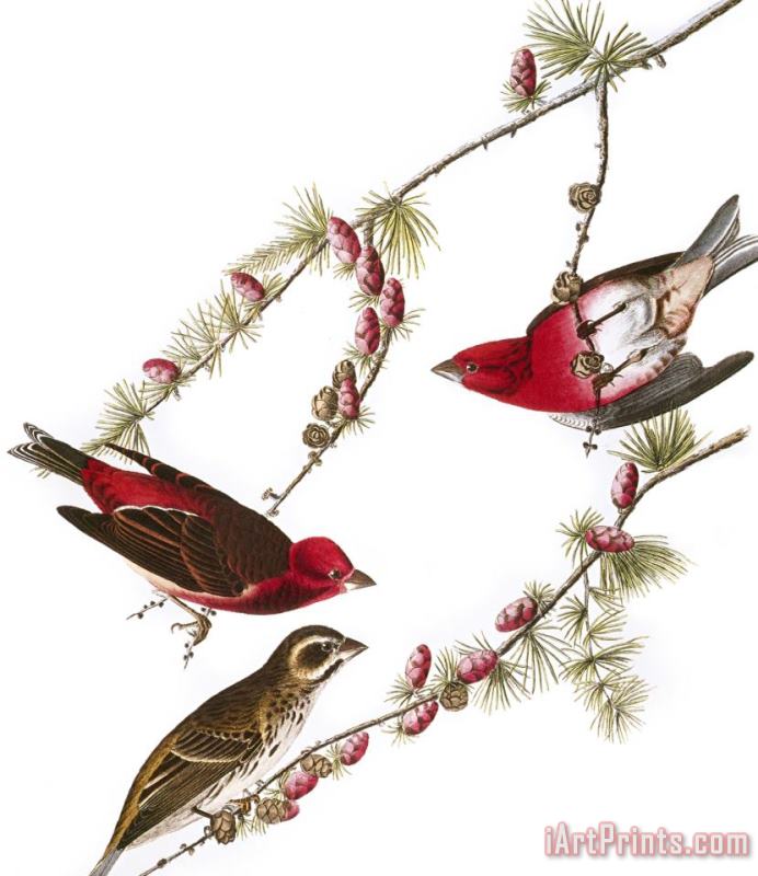 Audubon Finch 1827 38 painting - John James Audubon Audubon Finch 1827 38 Art Print