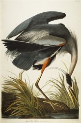 John James Audubon Audubon Great Blue Heron