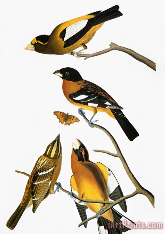 Audubon Grosbeak painting - John James Audubon Audubon Grosbeak Art Print