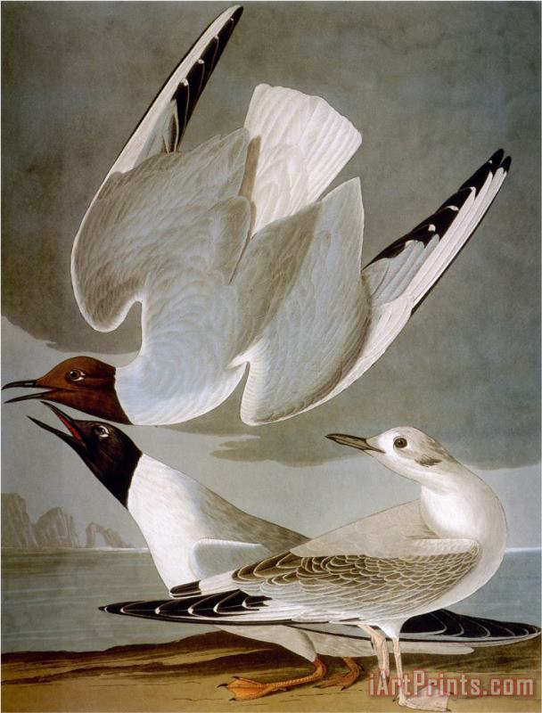 Audubon Gull painting - John James Audubon Audubon Gull Art Print