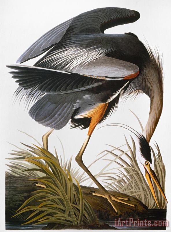 John James Audubon Audubon Heron Art Painting