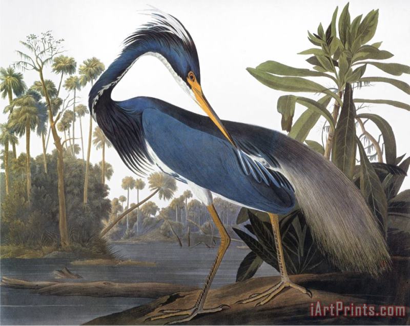 Audubon Heron 1827 painting - John James Audubon Audubon Heron 1827 Art Print