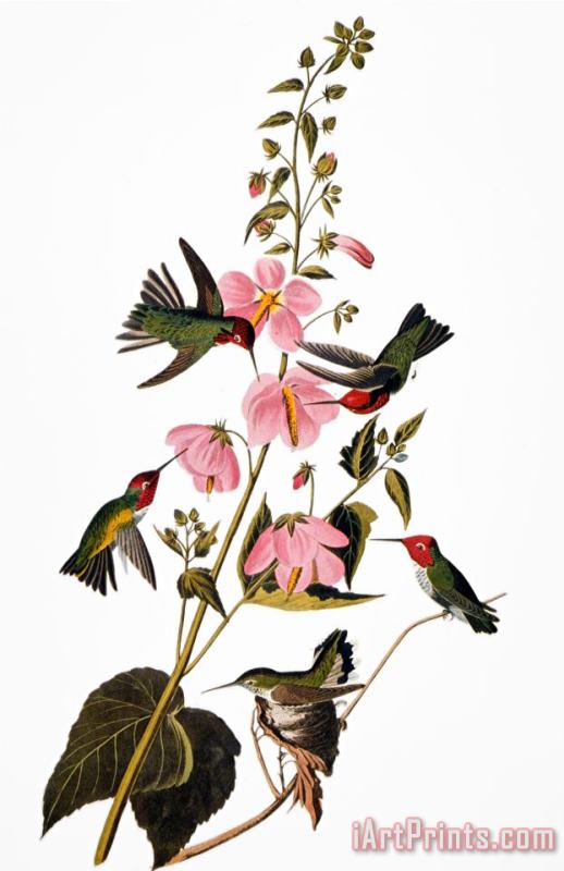 Audubon Hummingbird painting - John James Audubon Audubon Hummingbird Art Print