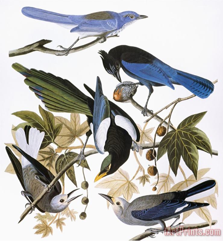 Audubon Jay And Magpie painting - John James Audubon Audubon Jay And Magpie Art Print