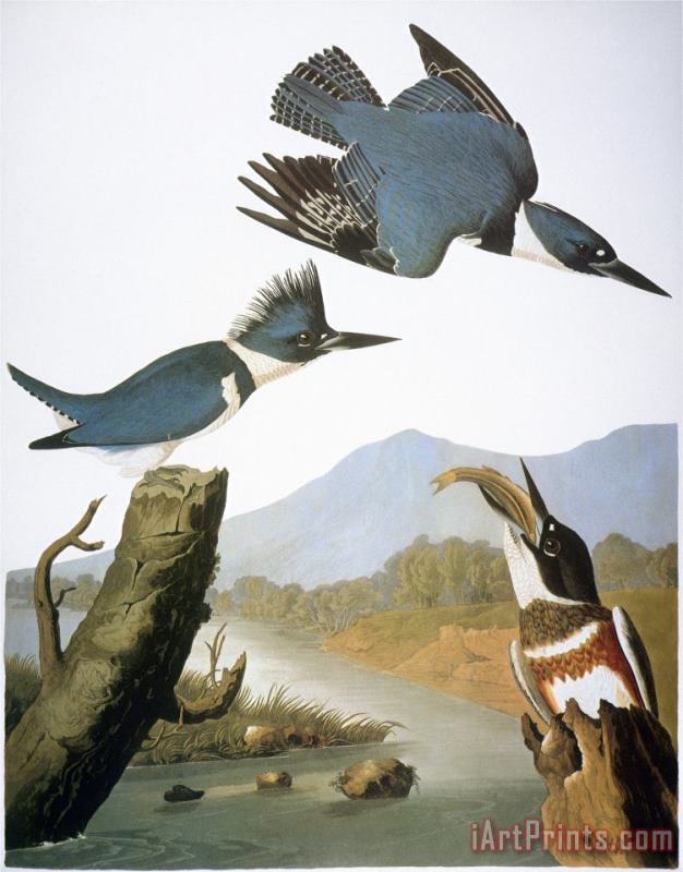 John James Audubon Audubon Kingfisher 1827 Art Print