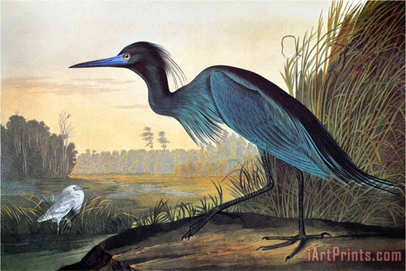 John James Audubon Audubon Little Blue Heron Art Painting