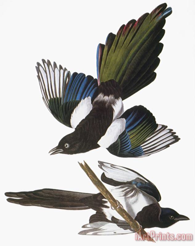 Audubon Magpie painting - John James Audubon Audubon Magpie Art Print