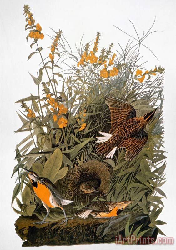 Audubon Meadowlark painting - John James Audubon Audubon Meadowlark Art Print