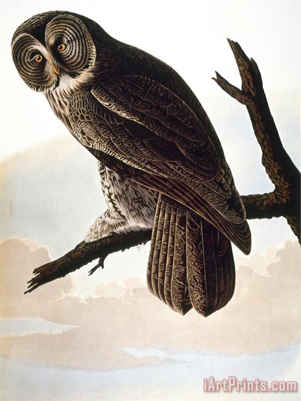 John James Audubon Audubon Owl Art Print