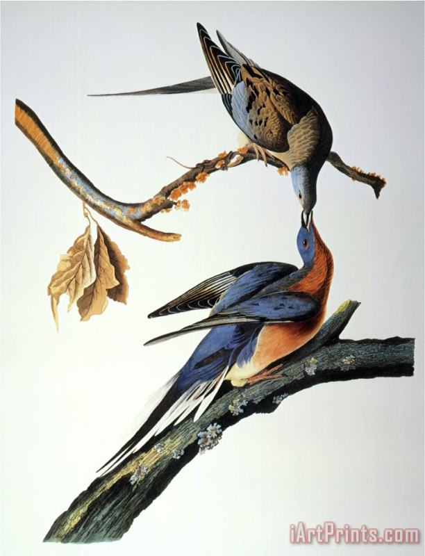 Audubon Passenger Pigeon painting - John James Audubon Audubon Passenger Pigeon Art Print