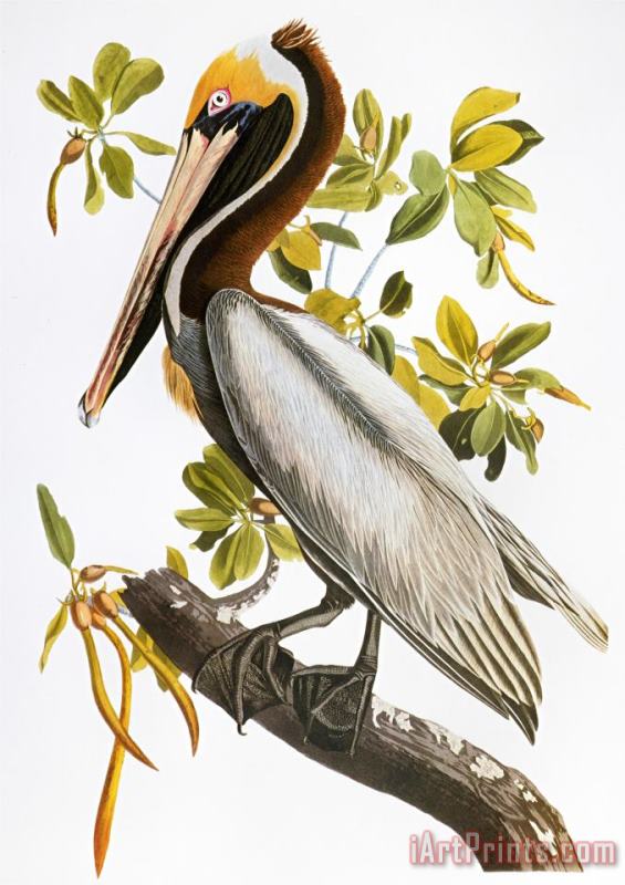 John James Audubon Audubon Pelican Art Print