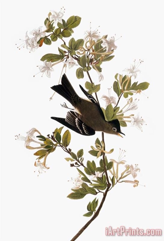 Audubon Pewee 1827 38 painting - John James Audubon Audubon Pewee 1827 38 Art Print