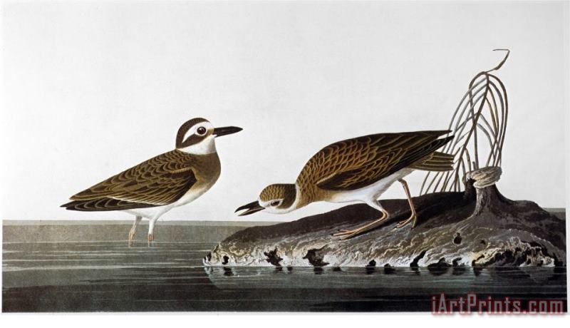 Audubon Plover 1827 38 painting - John James Audubon Audubon Plover 1827 38 Art Print