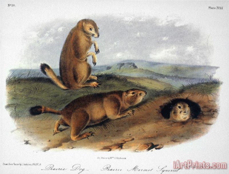 Audubon Prairie Dog 1844 painting - John James Audubon Audubon Prairie Dog 1844 Art Print