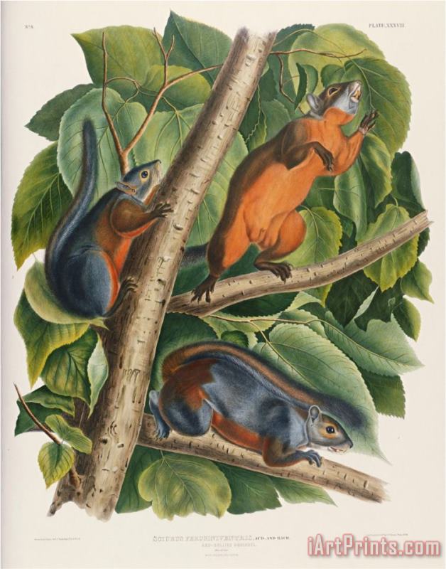 Audubon Red Bellied Squirrel painting - John James Audubon Audubon Red Bellied Squirrel Art Print