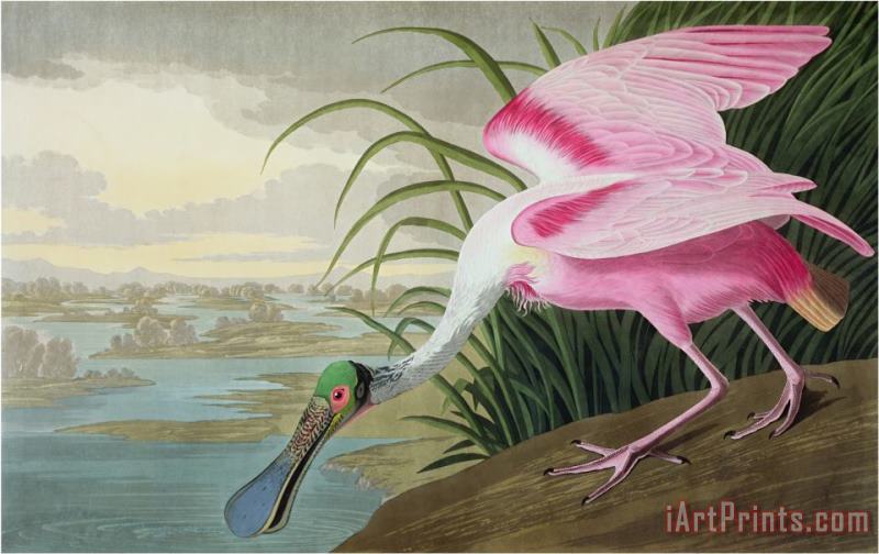 John James Audubon Audubon Roseate Spoonbill Platalea Leucorodia From The Birds of America 1836 Art Print