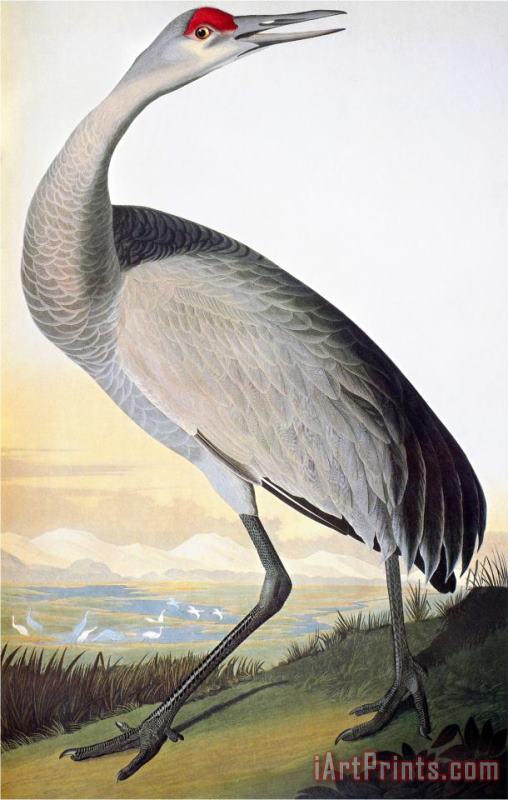 John James Audubon Audubon Sandhill Crane Art Painting