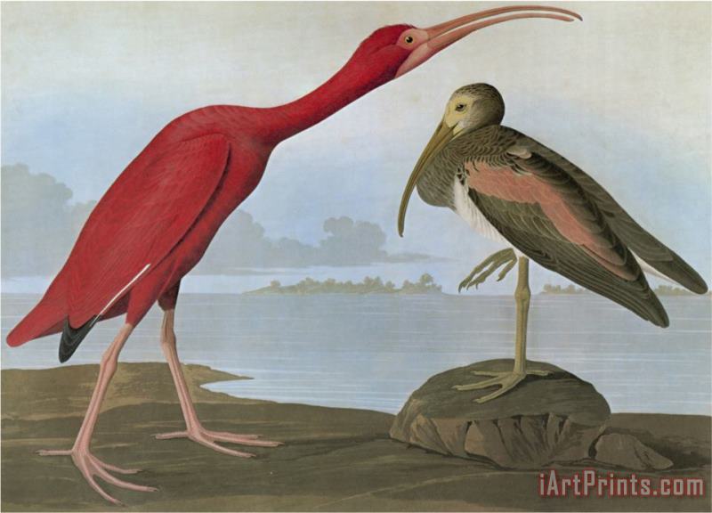 John James Audubon Audubon Scarlet Ibis Art Print