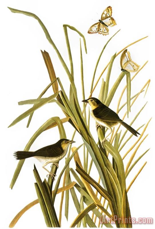John James Audubon Audubon Sparrow 1827 Art Print