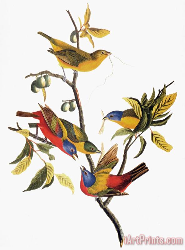 John James Audubon Audubon Sparrows Art Painting