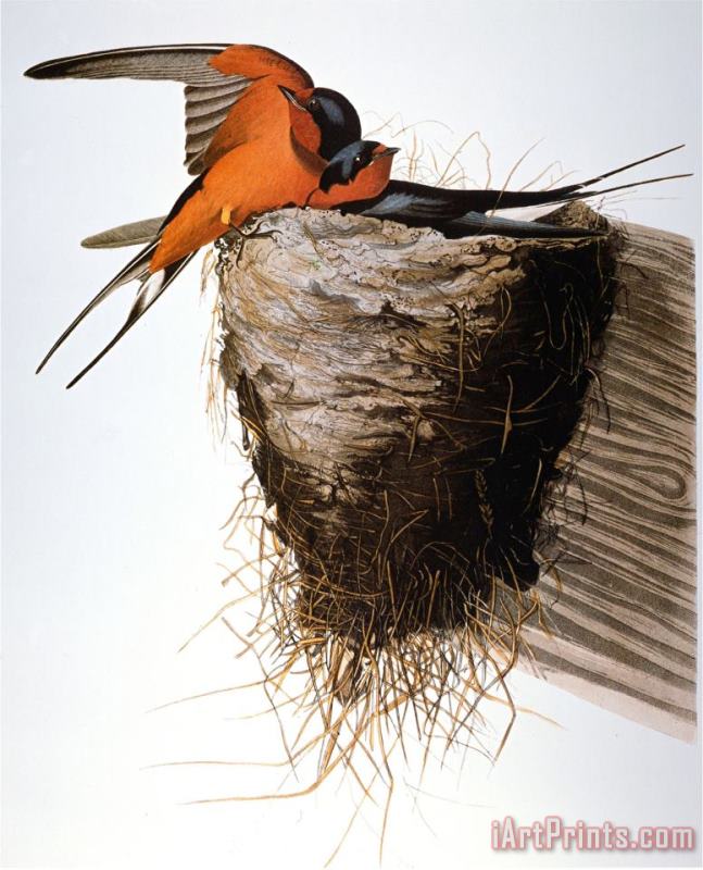 John James Audubon Audubon Swallow Art Painting