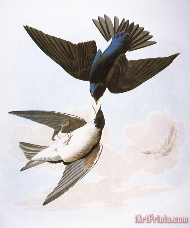 John James Audubon Audubon Swallows 1827 38 Art Painting