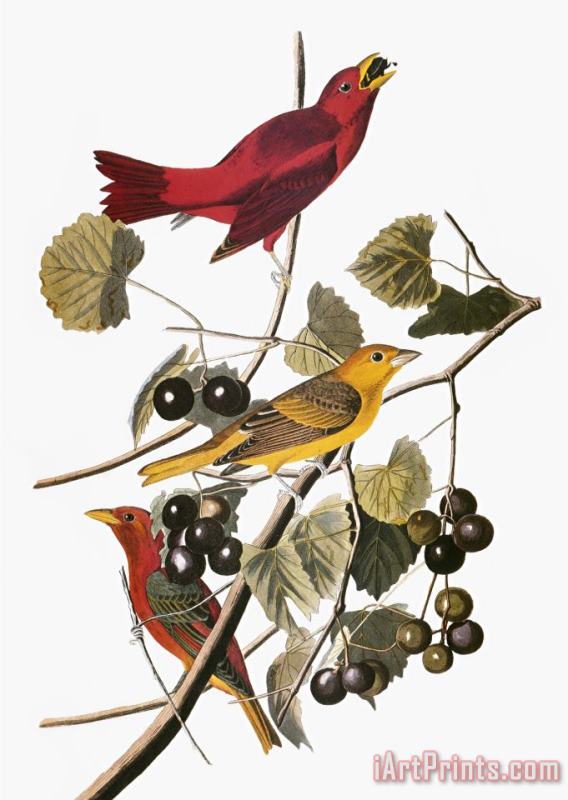 John James Audubon Audubon Tanager Art Painting