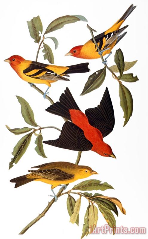 Audubon Tanager 1827 painting - John James Audubon Audubon Tanager 1827 Art Print