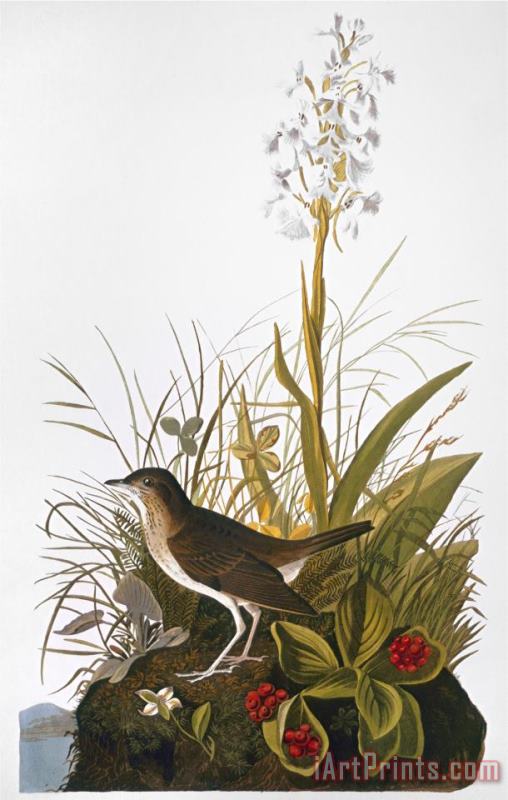 John James Audubon Audubon Thrush Art Print