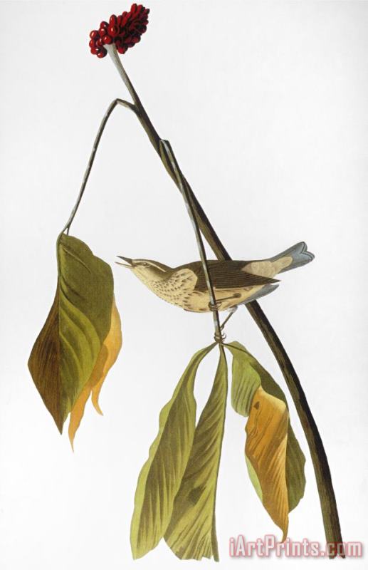 Audubon Thrush 1827 painting - John James Audubon Audubon Thrush 1827 Art Print