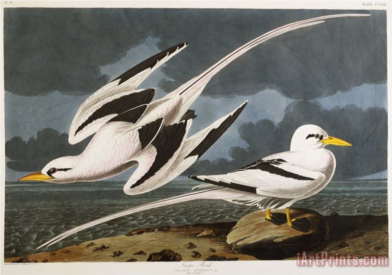John James Audubon Audubon Tropic Bird Art Painting