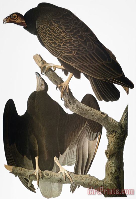Audubon Turkey Vulture painting - John James Audubon Audubon Turkey Vulture Art Print