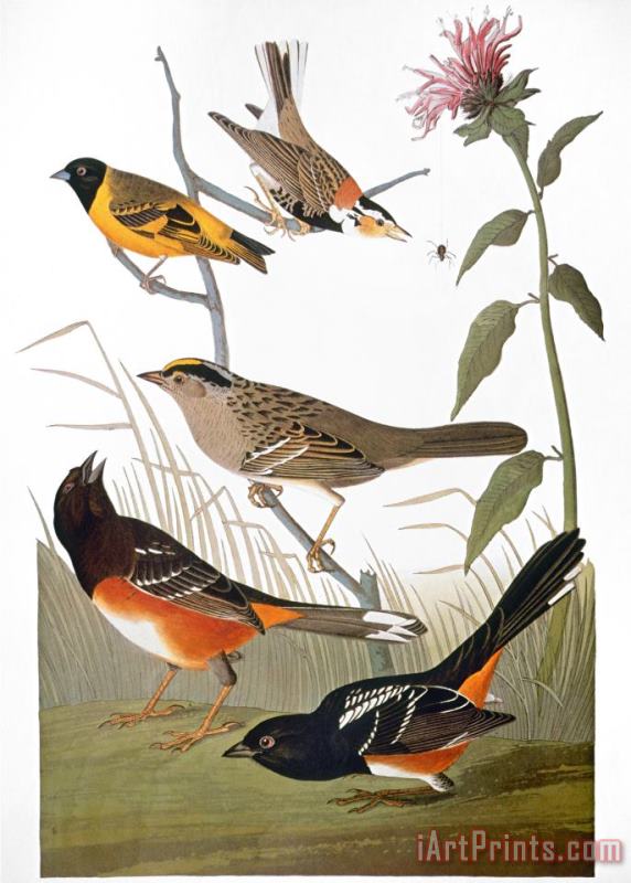 Audubon Various Birds painting - John James Audubon Audubon Various Birds Art Print