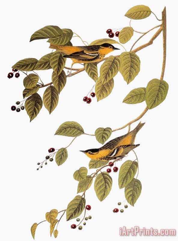 Audubon Warbler painting - John James Audubon Audubon Warbler Art Print