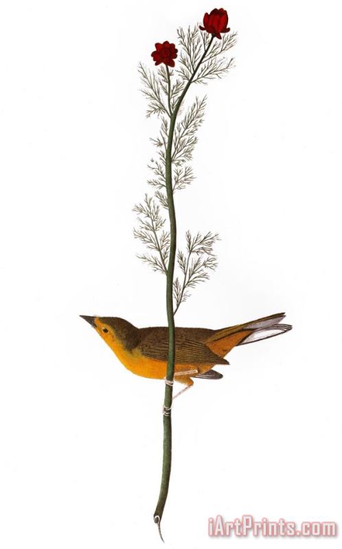 John James Audubon Audubon Warbler 1827 Art Painting