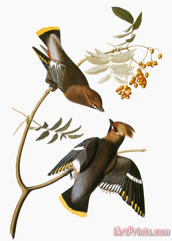 John James Audubon Audubon Waxwing Art Print