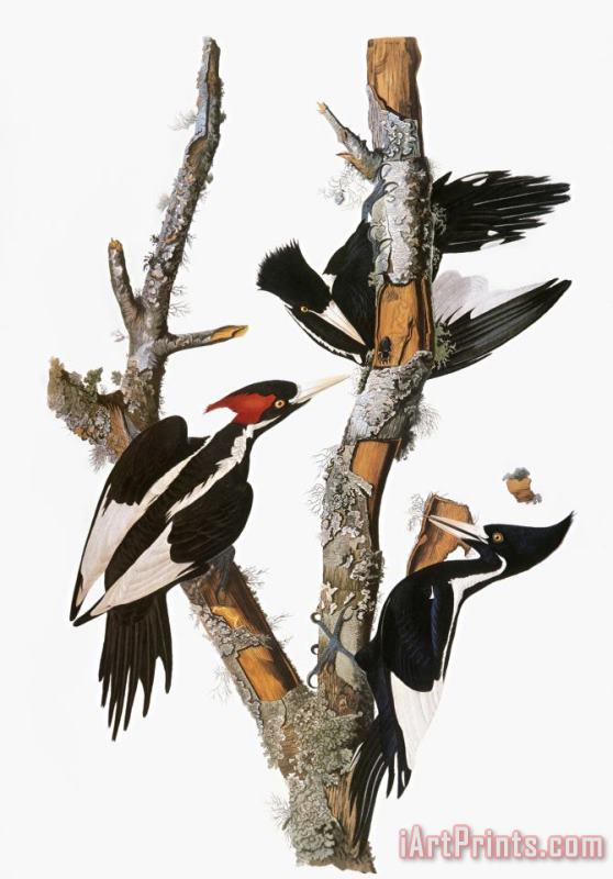 Audubon Woodpecker painting - John James Audubon Audubon Woodpecker Art Print