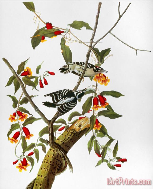 Audubon Woodpecker 1827 painting - John James Audubon Audubon Woodpecker 1827 Art Print