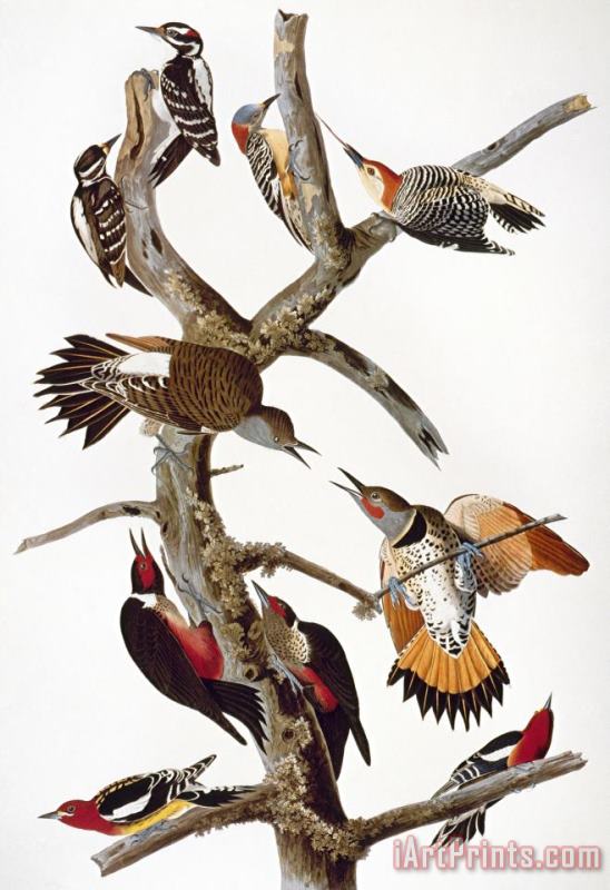 Audubon Woodpeckers painting - John James Audubon Audubon Woodpeckers Art Print