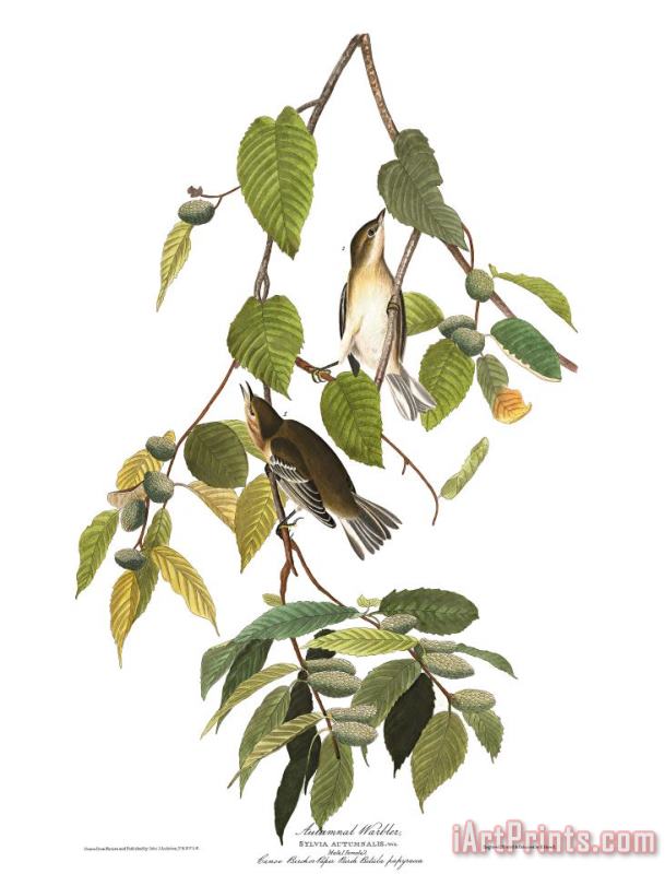 John James Audubon Autumnal Warbler Art Painting