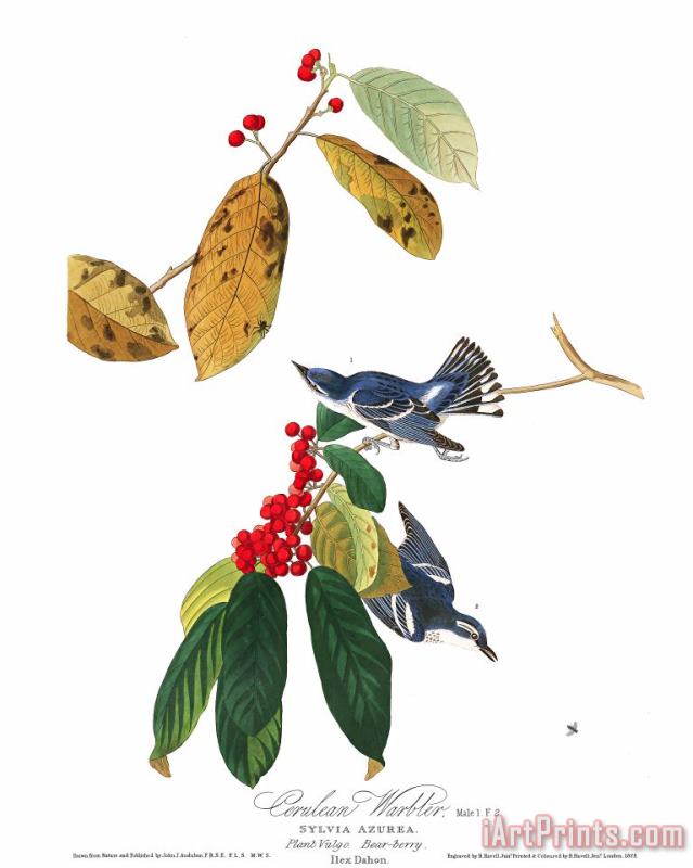 John James Audubon Azure Warbler Art Print