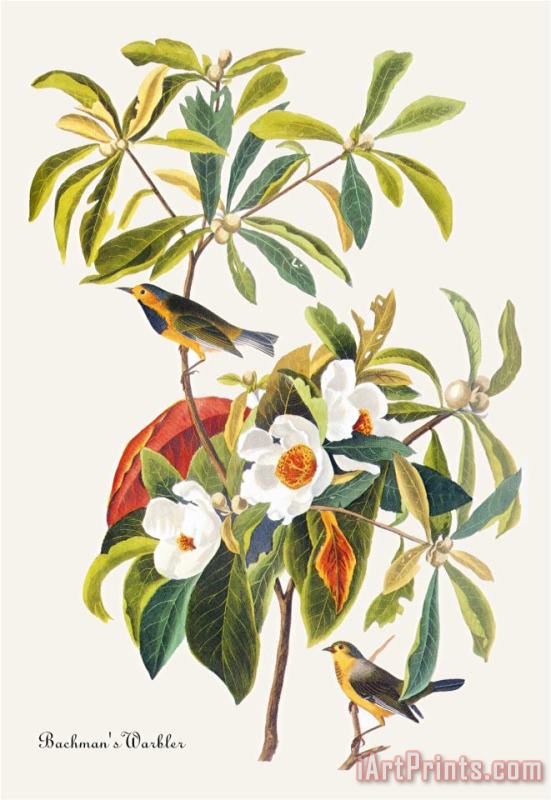 Bachman's Warbler painting - John James Audubon Bachman's Warbler Art Print