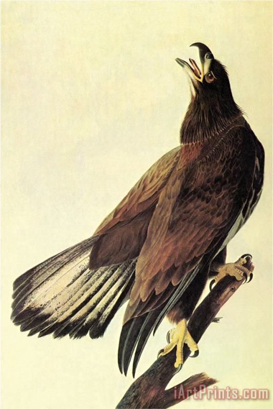 Bald Eagle painting - John James Audubon Bald Eagle Art Print