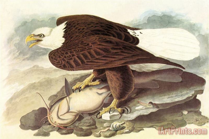 Bald Eagle 2 painting - John James Audubon Bald Eagle 2 Art Print