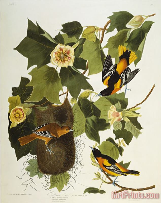 John James Audubon Baltimore Oriole Northern Oriole Icterus Galula From The Birds of America Art Painting